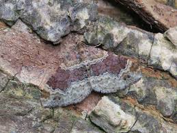 Attēlu rezultāti vaicājumam “Xanthorhoe spadicearia”