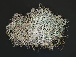 Attēlu rezultāti vaicājumam “Cladonia ciliata”