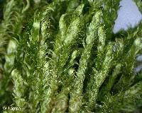 Attēlu rezultāti vaicājumam “Breidleria pratensis”