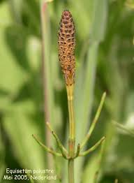 Attēlu rezultāti vaicājumam “Equisetum palustre”