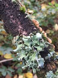 Attēlu rezultāti vaicājumam “Hypotrachyna sp.”