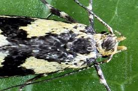 Attēlu rezultāti vaicājumam “Denisia similella”