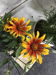 Image result for Heliopsis scabra