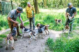 Image result for Craigavon Cougars