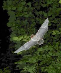 Attēlu rezultāti vaicājumam “Myotis nattereri”