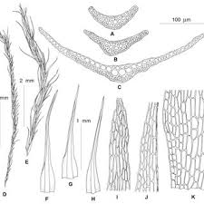 Attēlu rezultāti vaicājumam “Dicranella schreberiana”
