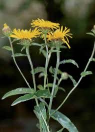 Attēlu rezultāti vaicājumam “Inula salicina bud”