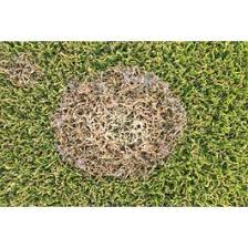 Attēlu rezultāti vaicājumam “Dianema nivale spores”