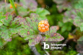Attēlu rezultāti vaicājumam “Rubus chamaemorus fruit”