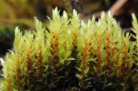 Attēlu rezultāti vaicājumam “Bryum pseudotriquetrum”