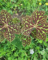 Attēlu rezultāti vaicājumam “Podophyllum hexandrum flower”