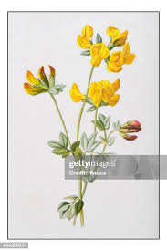 Attēlu rezultāti vaicājumam “Lotus corniculatus flower”