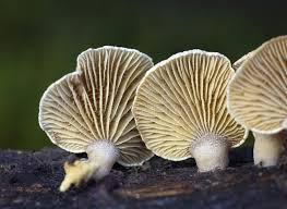 Attēlu rezultāti vaicājumam “Panellus stipticus”