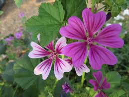 Image result for Malva sylvestris 'Zebrina'