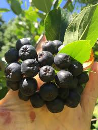 Attēlu rezultāti vaicājumam “Poa angustifolia fruit”