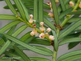 Attēlu rezultāti vaicājumam “Taxus baccata male flower”