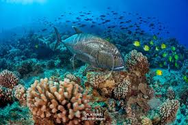 Image result for Caranx ignobilis