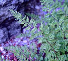 Attēlu rezultāti vaicājumam “Licea chelonoides sessile”