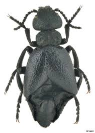 Attēlu rezultāti vaicājumam “Meloe sp.”