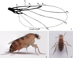 Attēlu rezultāti vaicājumam “Phoridae”