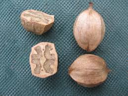 Attēlu rezultāti vaicājumam “Carya ovata fruit”