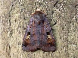 Attēlu rezultāti vaicājumam “Diarsia brunnea”