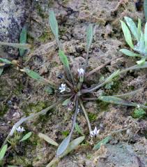Attēlu rezultāti vaicājumam “Limosella aquatica flower”