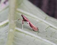Attēlu rezultāti vaicājumam “Caloptilia stigmatella”