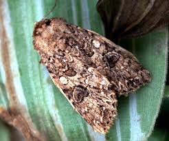 Attēlu rezultāti vaicājumam “Hadula trifolii larva”