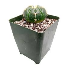 Image result for Gymnocalycium
