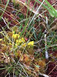 Attēlu rezultāti vaicājumam “Badhamia lilacina macro”