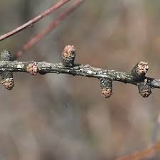 Attēlu rezultāti vaicājumam “Larix decidua var. polonica”