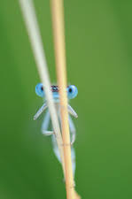 Attēlu rezultāti vaicājumam “Coenagrion puella male”