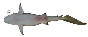 Image result for Nebrius ferrugineus