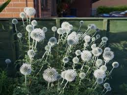 Image result for Echinops spaerocephalus