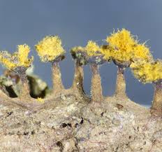 Attēlu rezultāti vaicājumam “Trichia erecta spores”