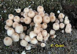 Attēlu rezultāti vaicājumam “Coprinus disseminatus”