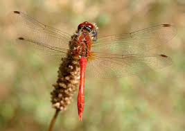 Attēlu rezultāti vaicājumam “Sympetrum sanguineum”