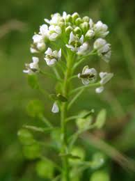 Attēlu rezultāti vaicājumam “Lepidium densiflorum flower”