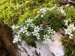 Attēlu rezultāti vaicājumam “Sedum hispanicum flower”