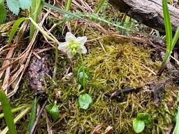 Attēlu rezultāti vaicājumam “Moneses uniflora flower”