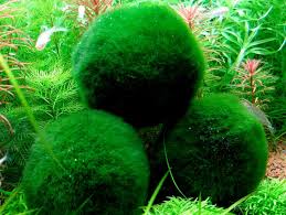 Imagini pentru Cladophora aegagropila