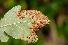 Attēlu rezultāti vaicājumam “gall”