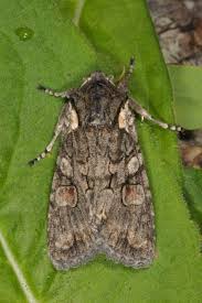 Attēlu rezultāti vaicājumam “Lithophane furcifera”