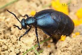 Attēlu rezultāti vaicājumam “Meloe sp.”