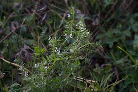 Attēlu rezultāti vaicājumam “Vicia hirsuta fruit”