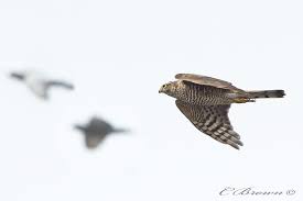 Attēlu rezultāti vaicājumam “Accipiter nisus female”
