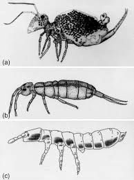 Attēlu rezultāti vaicājumam “Symphypleona”