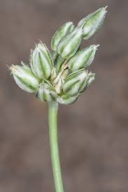 Attēlu rezultāti vaicājumam “Allium sativum bud”