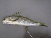 Image result for Menticirrhus americanus